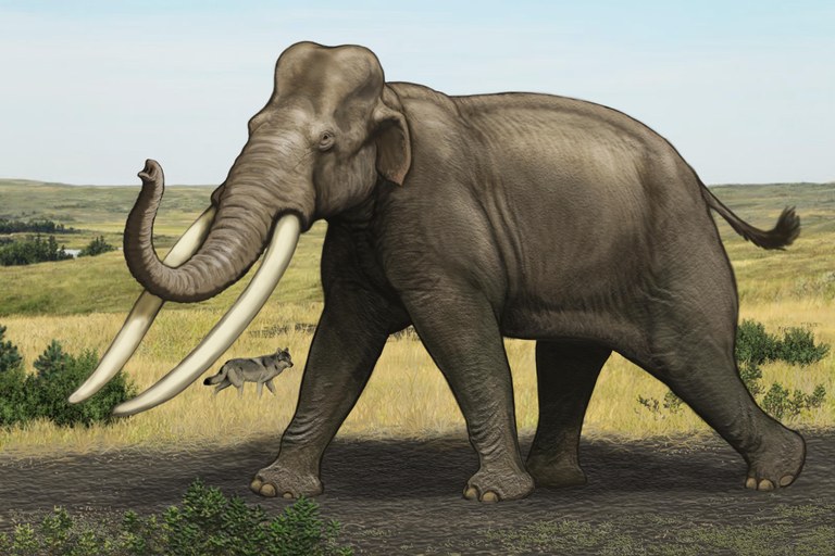 Illustration of a Palaeoloxodon by Carl Buell.