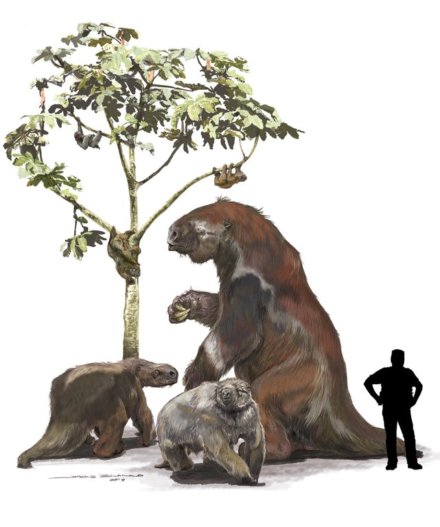 Living and extinct sloths. Image Credit: Jorge Blanco